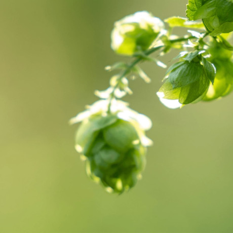 American & New Zealand Hop Varieties, Grown in Europe :: The Spanish Yard