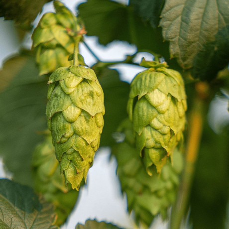 American & New Zealand Hop Varieties, Grown in Europe :: The Spanish Yard
