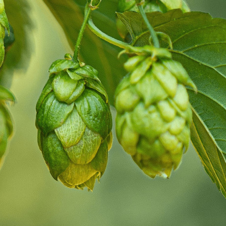 American & New Zealand Hop Varieties, Grown in Europe :: The Spanish Yard