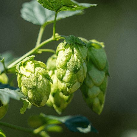 American & New Zealand Hop Varieties, Grown in Europe :: The Spanish Yard