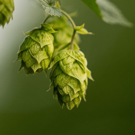 American & New Zealand Hop Varieties, Grown in Europe :: The Spanish Yard