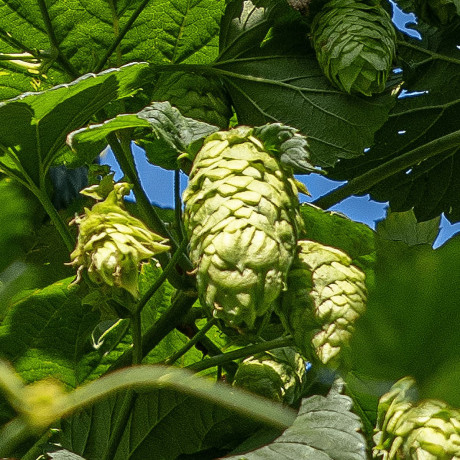 American & New Zealand Hop Varieties, Grown in Europe :: The Spanish Yard