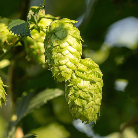American & New Zealand Hop Varieties, Grown in Europe :: The Spanish Yard