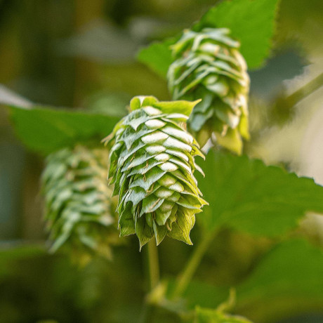 American & New Zealand Hop Varieties, Grown in Europe :: The Spanish Yard