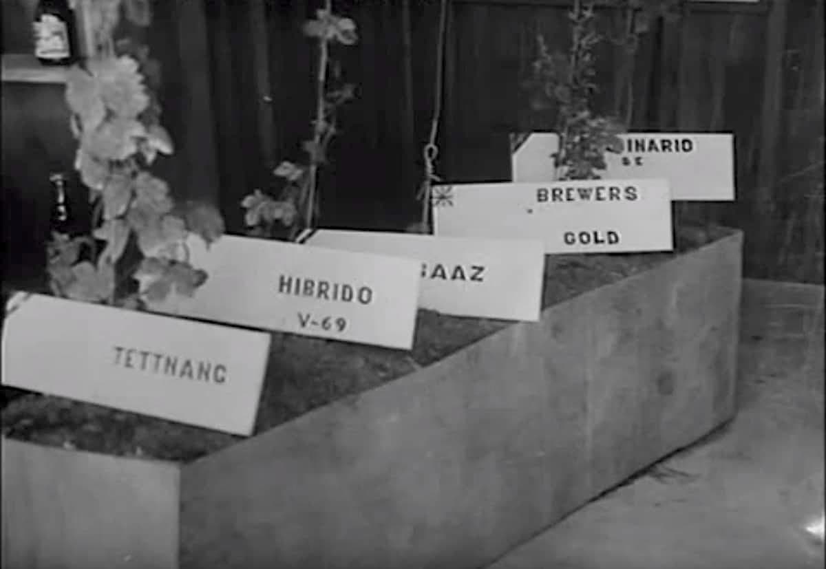 Some of the first hop varieties cultivated in León, reflecting the early trials that helped establish hop growing in the region