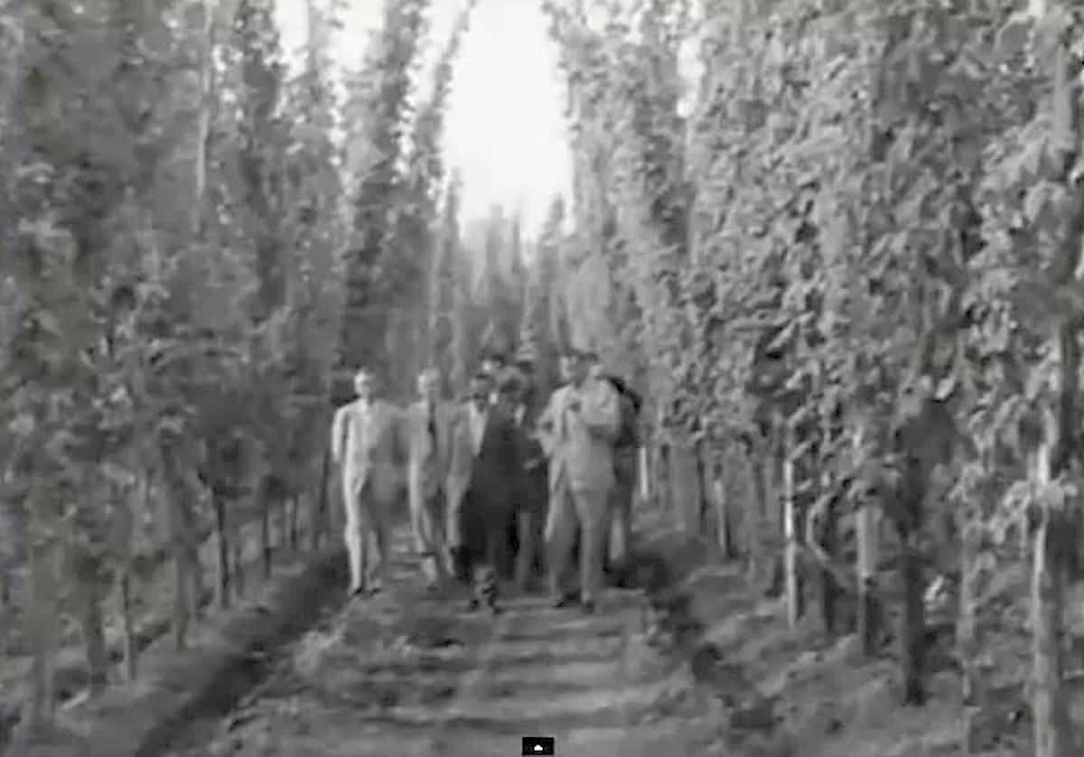 Authorities visiting one of León’s first hop plantations in the 1940s, during the early development of organised hop production in the region