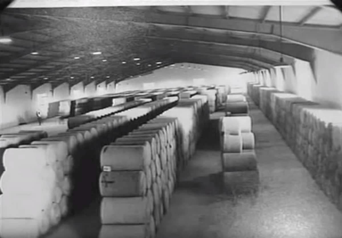 Bales of whole hop cones from one of León’s earliest harvests, showing the first commercial steps in the region’s long hop-growing tradition
