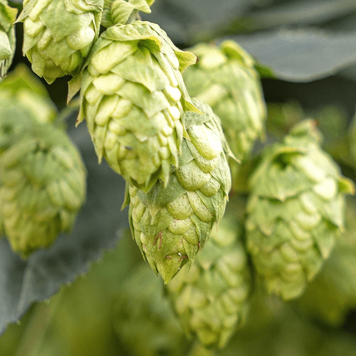 Cascade (2026) Organic